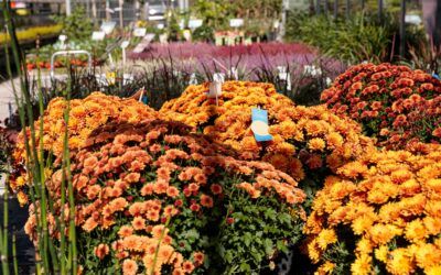 Herbstbepflanzung